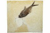 Detailed, Fossil Fish (Diplomystus) - Wyoming #203211-1